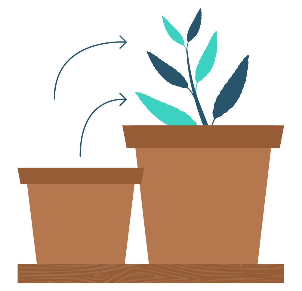 Krok 9: rozmnażanie Salvia divinorum z sadzonki