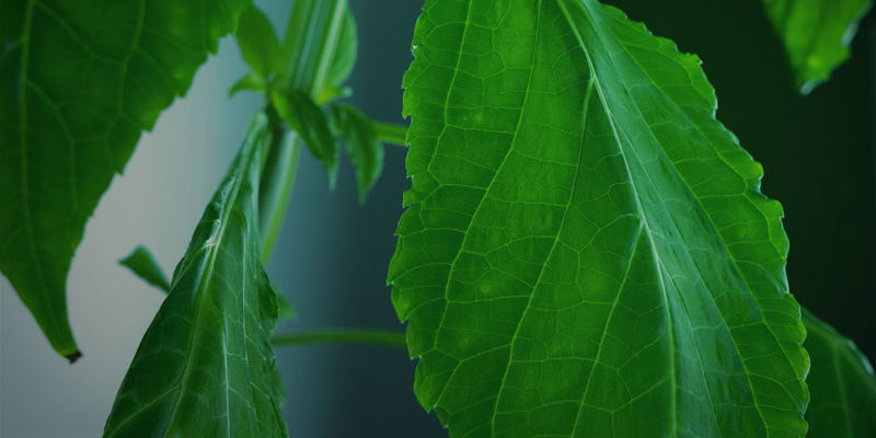 Ostatnie słowa o uprawie szałwii Ostatnie słowa o uprawie szałwii