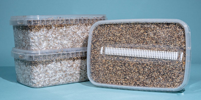 Porady dotyczące wyboru growkitu do grzybków halucynków Porady dotyczące wyboru growkitu do grzybków halucynków