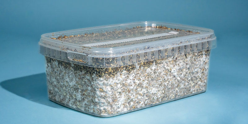 Czym jest growkit z grzybami halucynkami? Czym jest growkit z grzybami halucynkami?