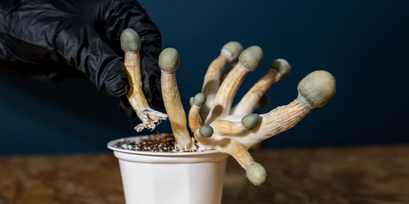 Zbiór i spryskiwanie przed kolejnym rzutem