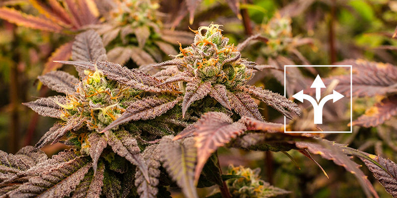 Jakie są różnice między sterowaniem uprawą a treningiem roślin? Jakie są różnice między sterowaniem uprawą a treningiem roślin?