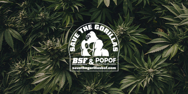 Czym jest GG #4 Czym jest GG #4