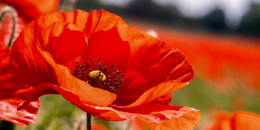 Corn Poppy Single Red Corn Poppy Single Red