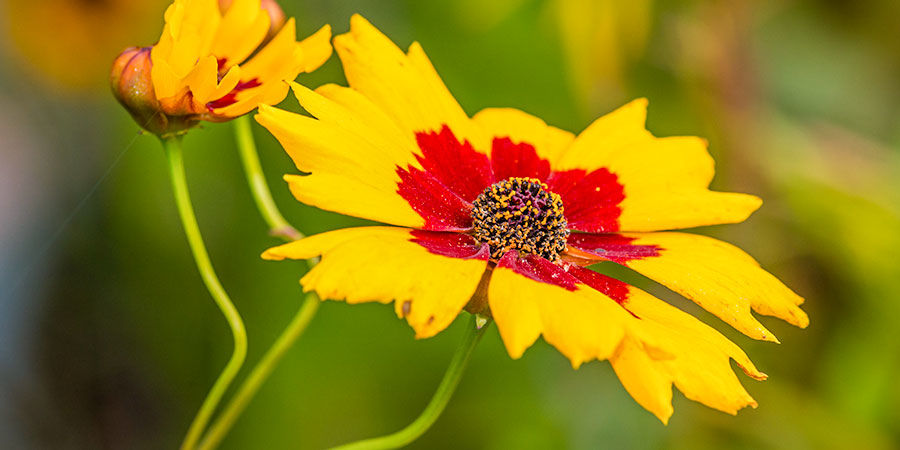 Red Coreopsis Red Coreopsis