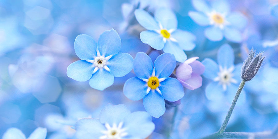 Forget-Me-Not: Indigo Blue Forget-Me-Not: Indigo Blue