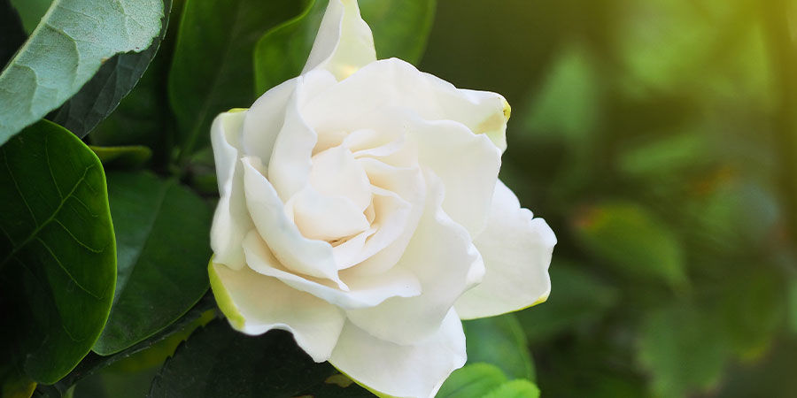 Gardenia Gardenia