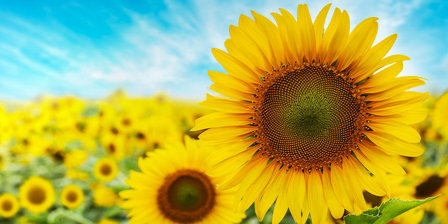 Słonecznik Sunflower