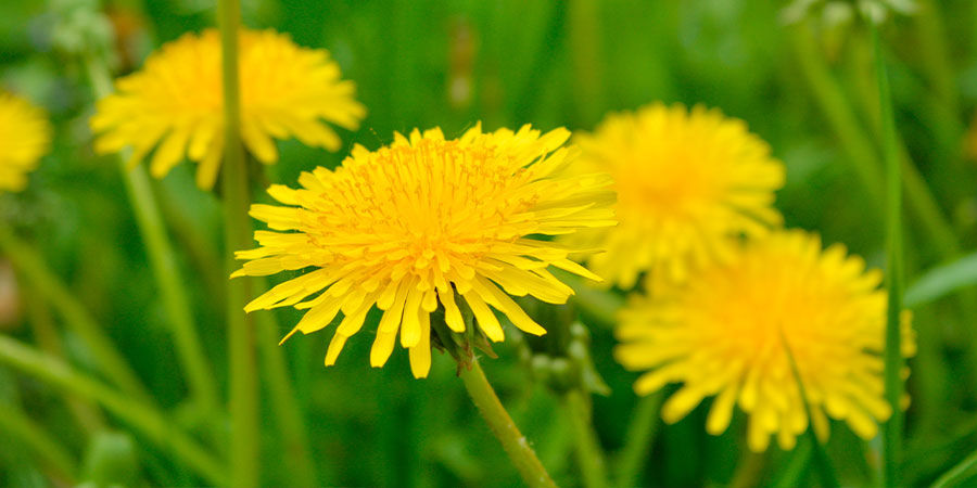 Mniszek lekarski Dandelion