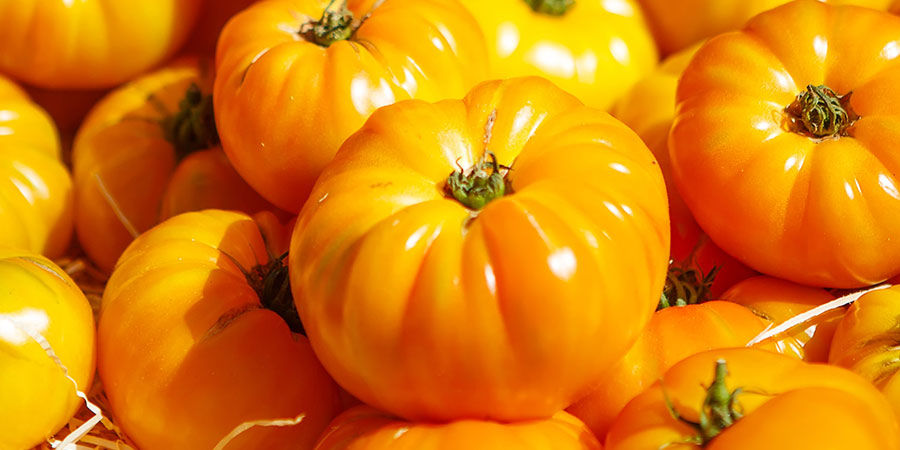 Great White Beefsteak Tomato Great White Beefsteak Tomato