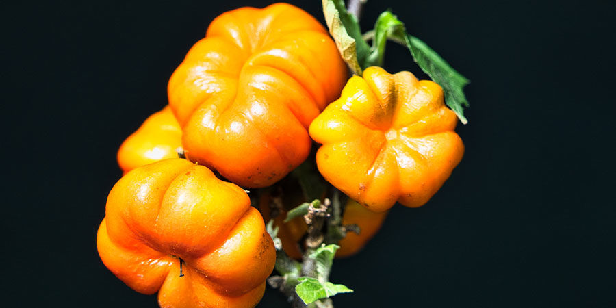 Pumpkin On A Stick Pumpkin On A Stick