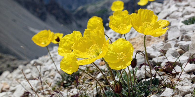 Alpejski mak (Papaver alpinum) Alpejski mak (Papaver alpinum)