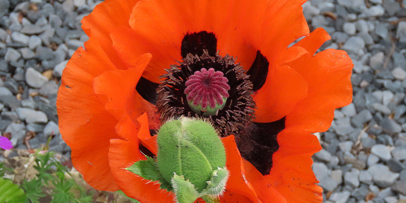 Great Scarlet Poppy (Papaver Bracteatum) Great Scarlet Poppy (Papaver Bracteatum)