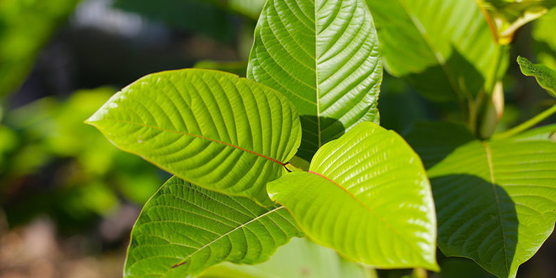 Poznaj Mitragyna speciosa