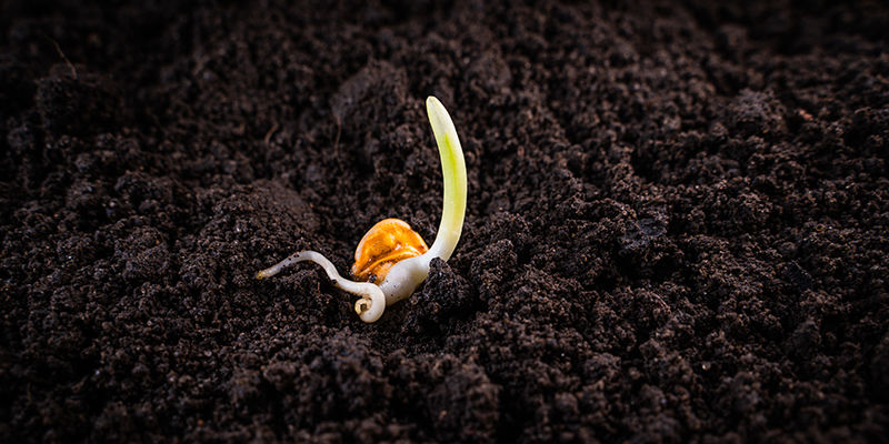 Kiełkowanie nasion stewii