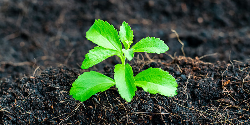 Jak uprawiać stewię