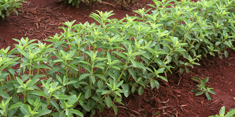 Skąd pochodzi stewia?