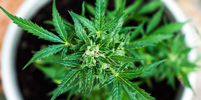 How To Prevent HpLV In Cannabis How To Prevent HpLV In Cannabis