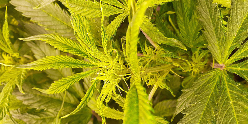 HpLV: Podstępny i trudny do zwalczenia HpLV: Podstępny i trudny do zwalczenia