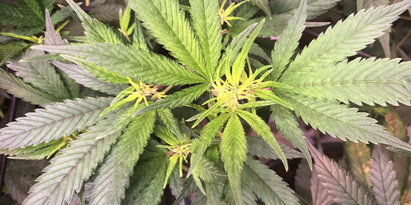 Czym jest utajony wiroid chmielu? Czym jest utajony wiroid chmielu?