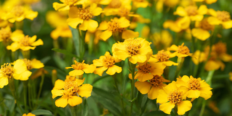 Czym jest meksykański estragon?