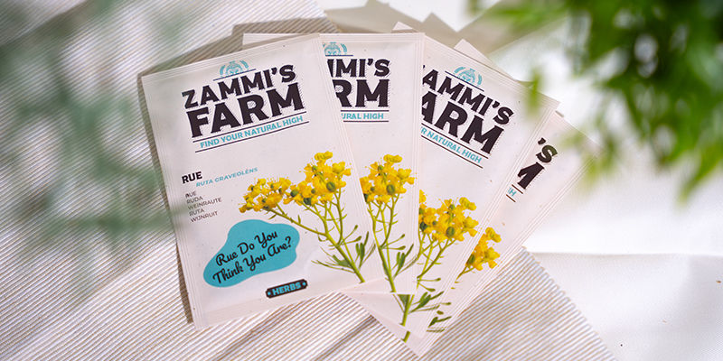 Wyrusz w drogę z Ruta graveolens