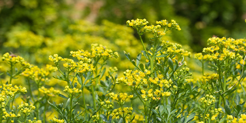 Czym dokładnie jest Ruta graveolens?