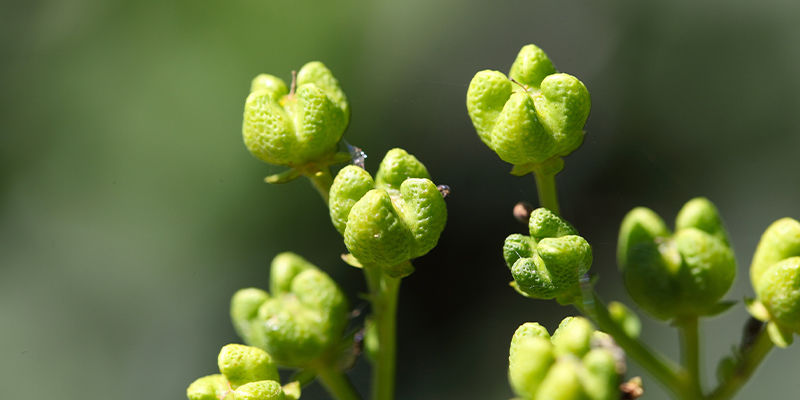 Kiedy i jak zbierać