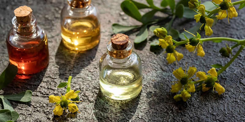 Skąd pochodzi Ruta graveolens?