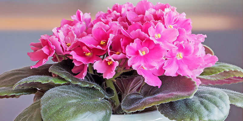 African Violet African Violet
