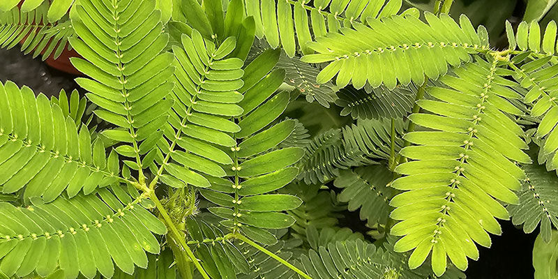 Sensitive Plant Sensitive Plant