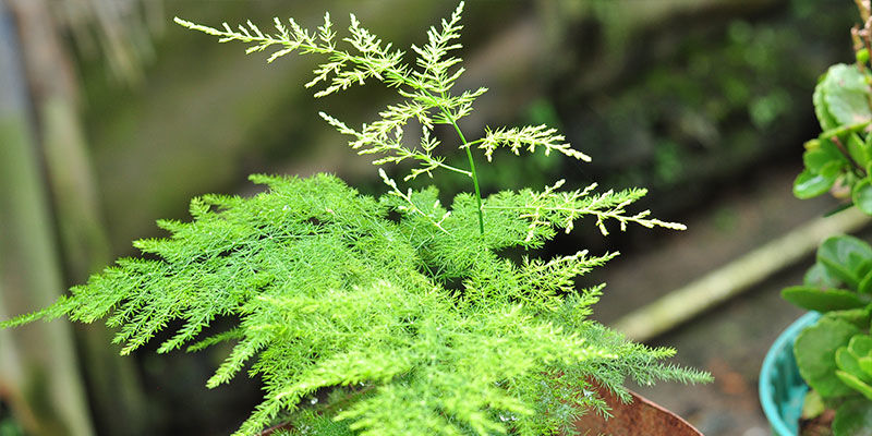 Paproć szparagowa Asparagus Fern