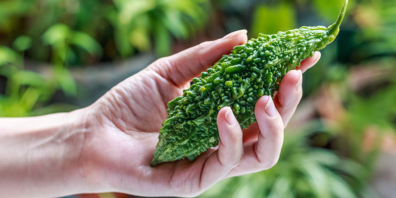 Bitter Melon Bitter Melon