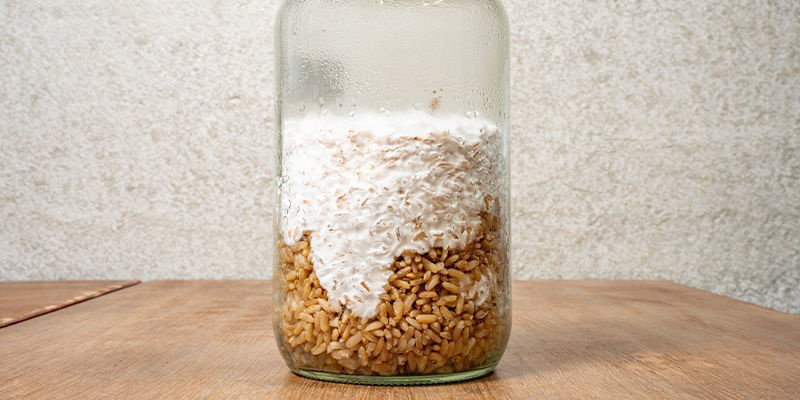 Pozwól, by wytworzyła się grzybnia Let the mycelium form