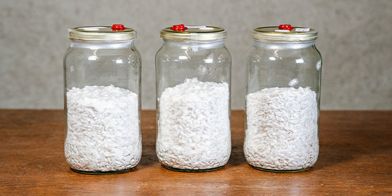 Pozwól dokończyć kolonizację Let it colonise