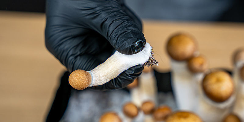 Przejście do sterylizacji podłoża w dużej objętości Przejście do sterylizacji podłoża w dużej objętości