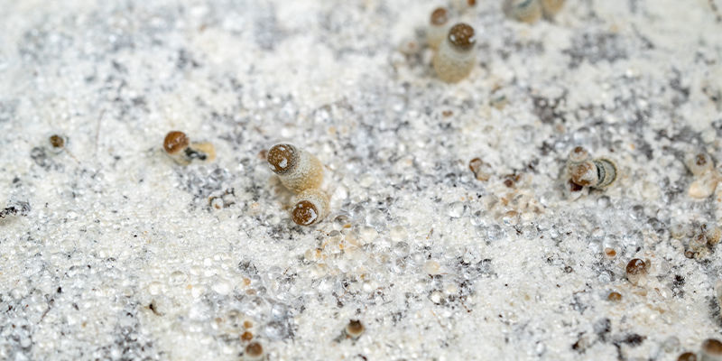 Owocnikowanie i zbiory Fruiting and harvesting