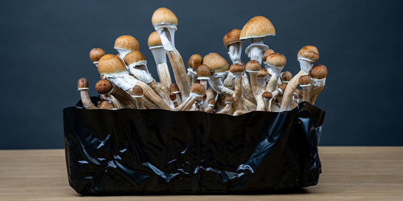 Wykorzystaj w pełni grzybnię dzięki monotubowi Wykorzystaj w pełni grzybnię dzięki monotubowi