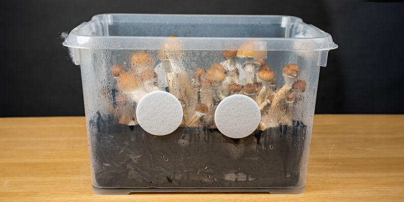 Czym jest monotub? Czym jest monotub?