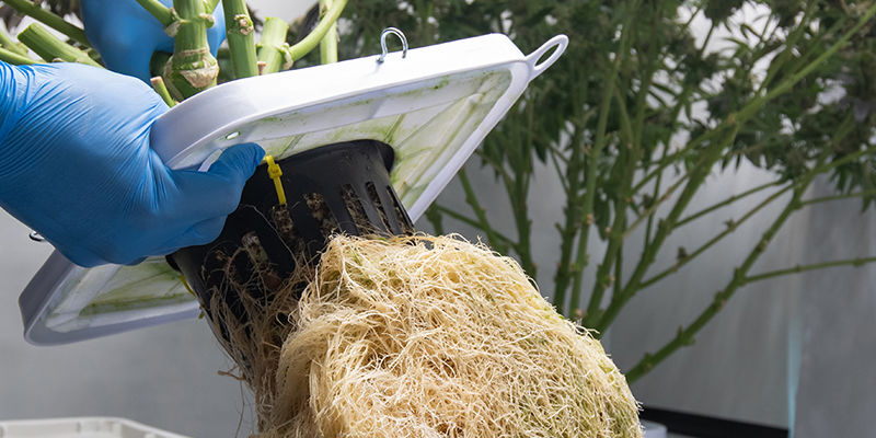 Jak działa system hydroponiczny NFT?