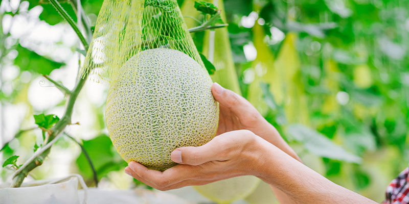 Kiedy i jak zbierać plony