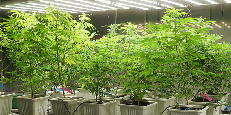 Ile mocy potrzebujesz do lamp LEC?