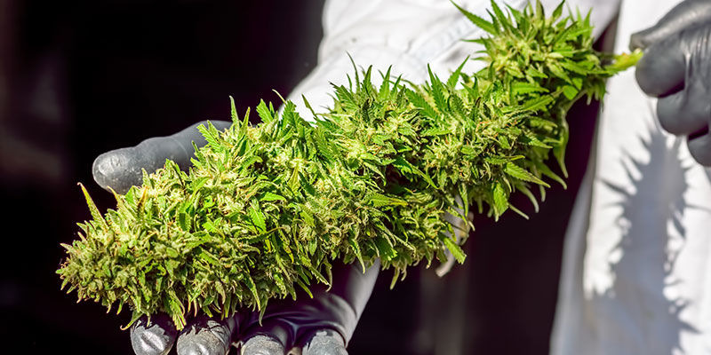 Roślinne rekordy świata