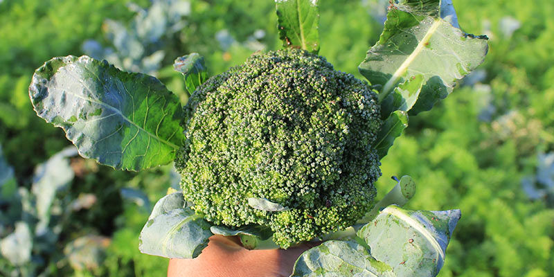 Brokuły Broccoli
