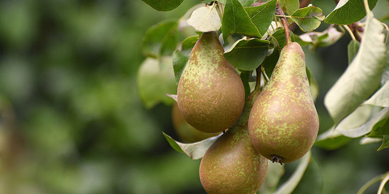 Pears Pears