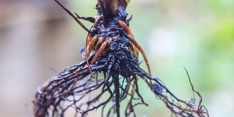 Potencjalne problemy z uprawą w zimnym klimacie Potencjalne problemy z uprawą w zimnym klimacie