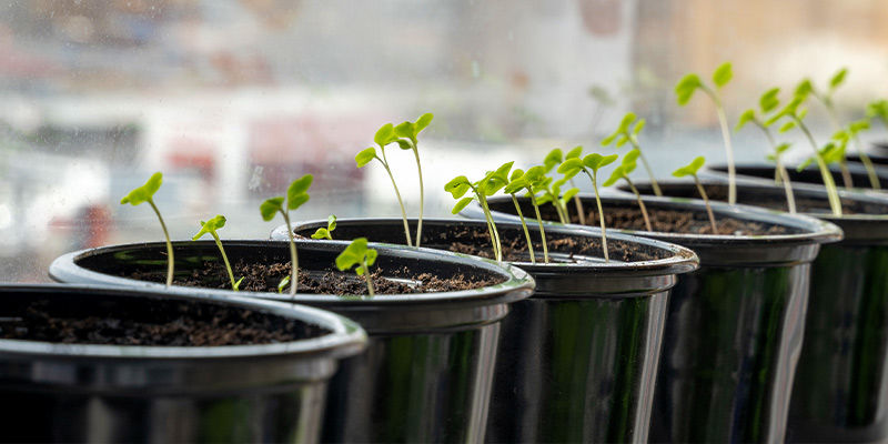 Kiedy wysiewać nasiona? When to sow your seeds?