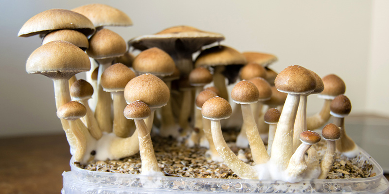 Korzystanie z płynnych kultur: Obfite zbiory grzybów czekają Korzystanie z płynnych kultur: Obfite zbiory grzybów czekają