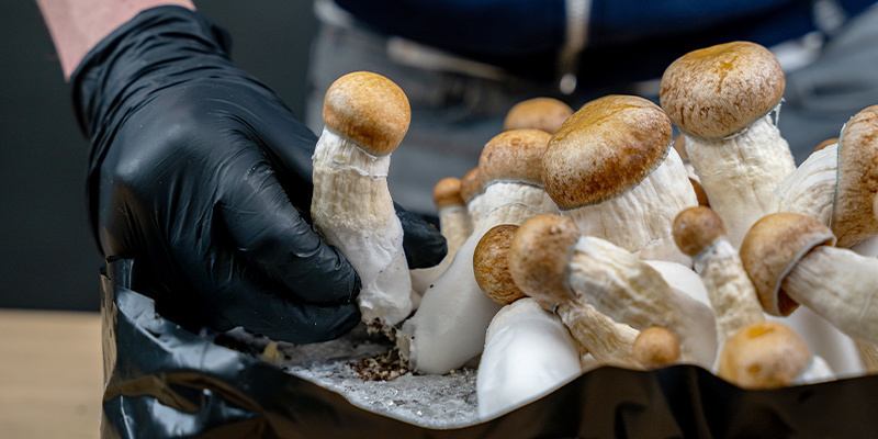 Harvest your mushrooms once they are mature Harvest your mushrooms once they are mature