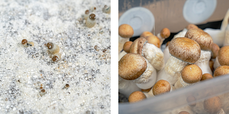 Wait for your kit to be fully colonised Wait for your kit to be fully colonised